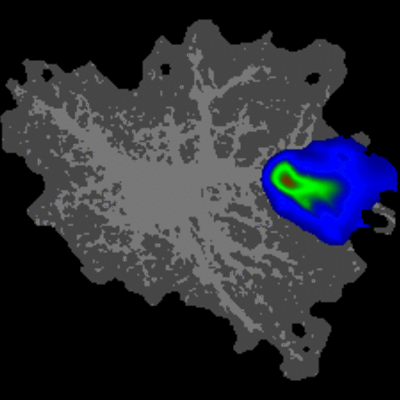 single cell